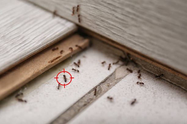 Wildlife Control Services in Palmer Heights, PA