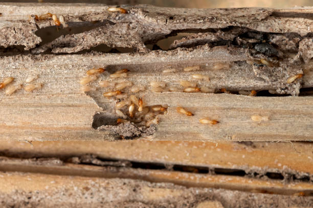 Best Local Pest Control Services  in Lmer Heights, PA